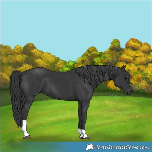 Horse Color:Black Tobiano 