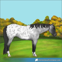 Horse Color:Blue Roan Appaloosa