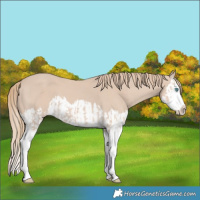Horse Color:Smoky Creme Splash  and Smoky Creme Splash 