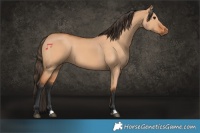 Horse Color:Bay Dun 