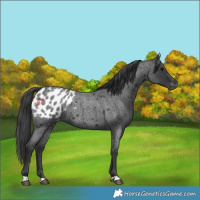 Horse Color:Blue Roan Appaloosa