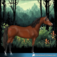 Horse Color:Gray Bay 