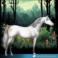 Horse Color:Gray Bay 