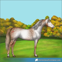 Horse Color:Gray Chestnut 