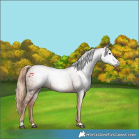 Horse Color:Gray Chestnut