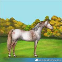 Horse Color:Gray Chestnut 