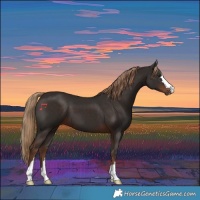 Horse Color:Liver Chestnut 