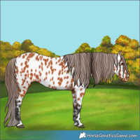 Horse Color:Bay Near Leopard 