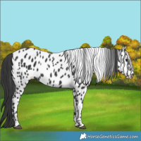 Horse Color:Black Leopard