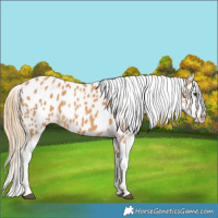 Horse Color:Chestnut Near Leopard