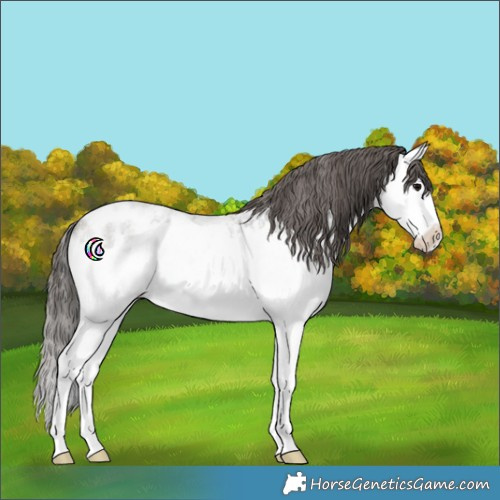 Horse Color:Grullo Ice Roan Sabino Splash Appaloosa 