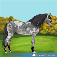 Horse Color:Black Ice 