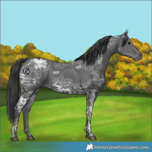 Horse Color:Black Ice