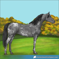 Horse Color:Black Ice 