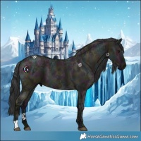 Horse Color:Midnight Grullo Ice 