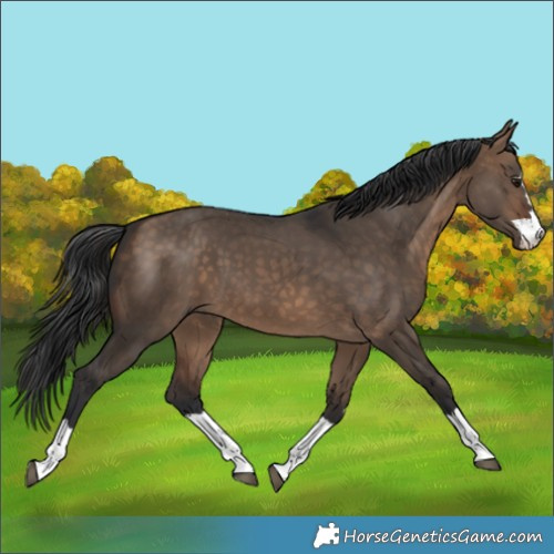 Horse Color:Brown Dun