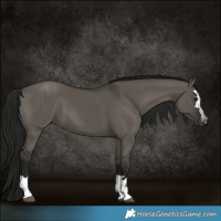 Horse Color:Gray Grullo 