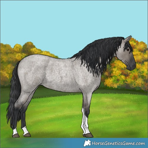 Horse Color:Grullo Roan Tobiano 