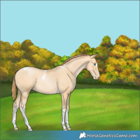 Horse Color:Buckskin Pearl Sabino Tobiano Rabicano 