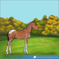 Horse Color:White Spotted Bay Tobiano and Bay Tobiano