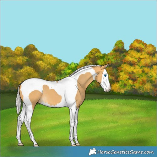 Horse Color:Silver Buckskin Dun Splash Tobiano 
