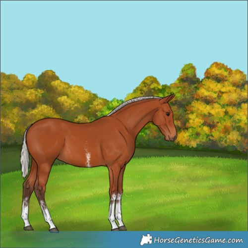 Horse Color:Silver Bay Sabino Tobiano Rabicano 