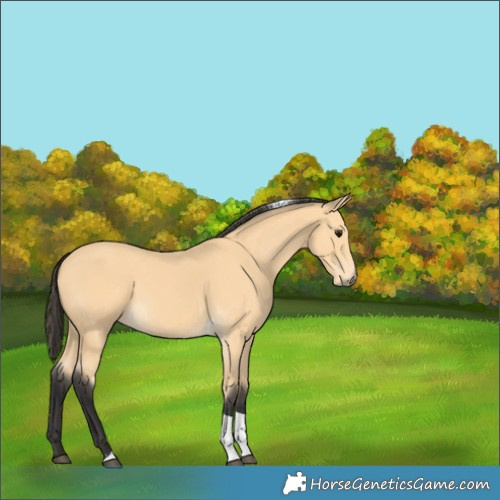 Horse Color:Buckskin Tobiano 