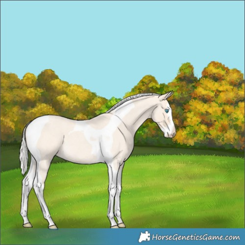 Horse Color:Silver Perlino Roan Splash Tobiano 