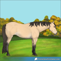 Horse Color:Buckskin 