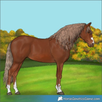 Horse Color:Chestnut 