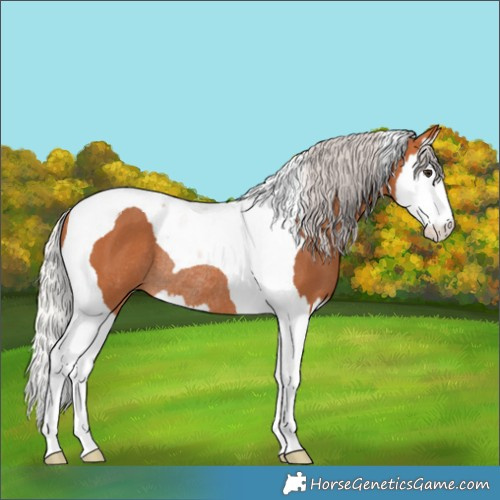 Horse Color:Silver Bay Splash Tobiano Rabicano 