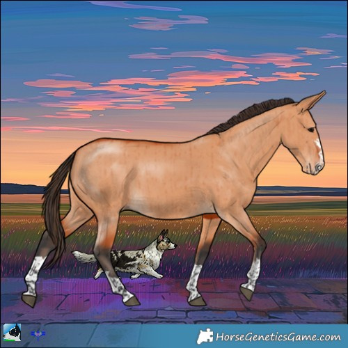 Horse Color:Bay Dun Brindle 