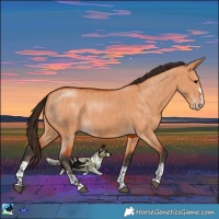 Horse Color:Bay Dun Brindle