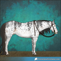 Horse Color:White Spotted Liver Chestnut
