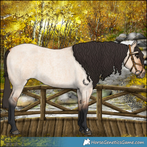 Horse Color:Bay Roan Dun 