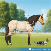 Horse Color:Buckskin Roan