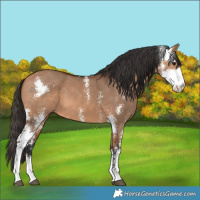 Horse Color:Bay Dun Sabino 