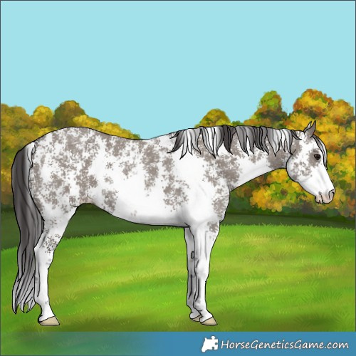 Horse Color:Smoky Grullo Sabino Rabicano