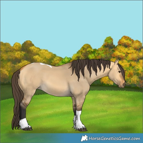 Horse Color:Buckskin Dun Tobiano 