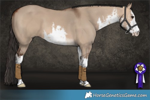Horse Color:White Spotted Bay Dun 