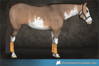 Horse Color:White Spotted Bay Dun 