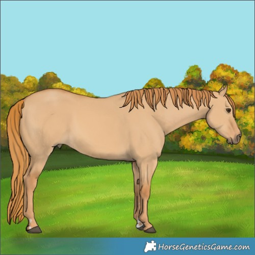 Horse Color:Red Dun 