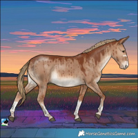 Horse Color:Red Dun Brindle 
