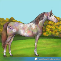 Horse Color:Nacre Red Dun Ice Tobiano 