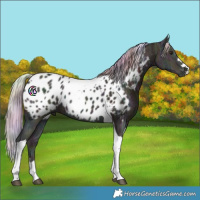 Horse Color:Nacre Midnight Silver Bay Ice Tobiano Appaloosa