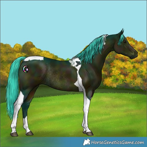 Horse Color:Watercolor Midnight Bay Tobiano Rabicano