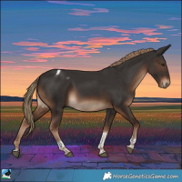 Horse Color:Liver Chestnut Tobiano Rabicano 