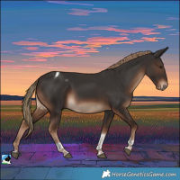 Horse Color:Liver Chestnut Tobiano Rabicano