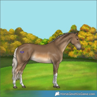 Horse Color:Chocolate Palomino Tobiano Rabicano