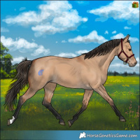 Horse Color:Bay Dun 